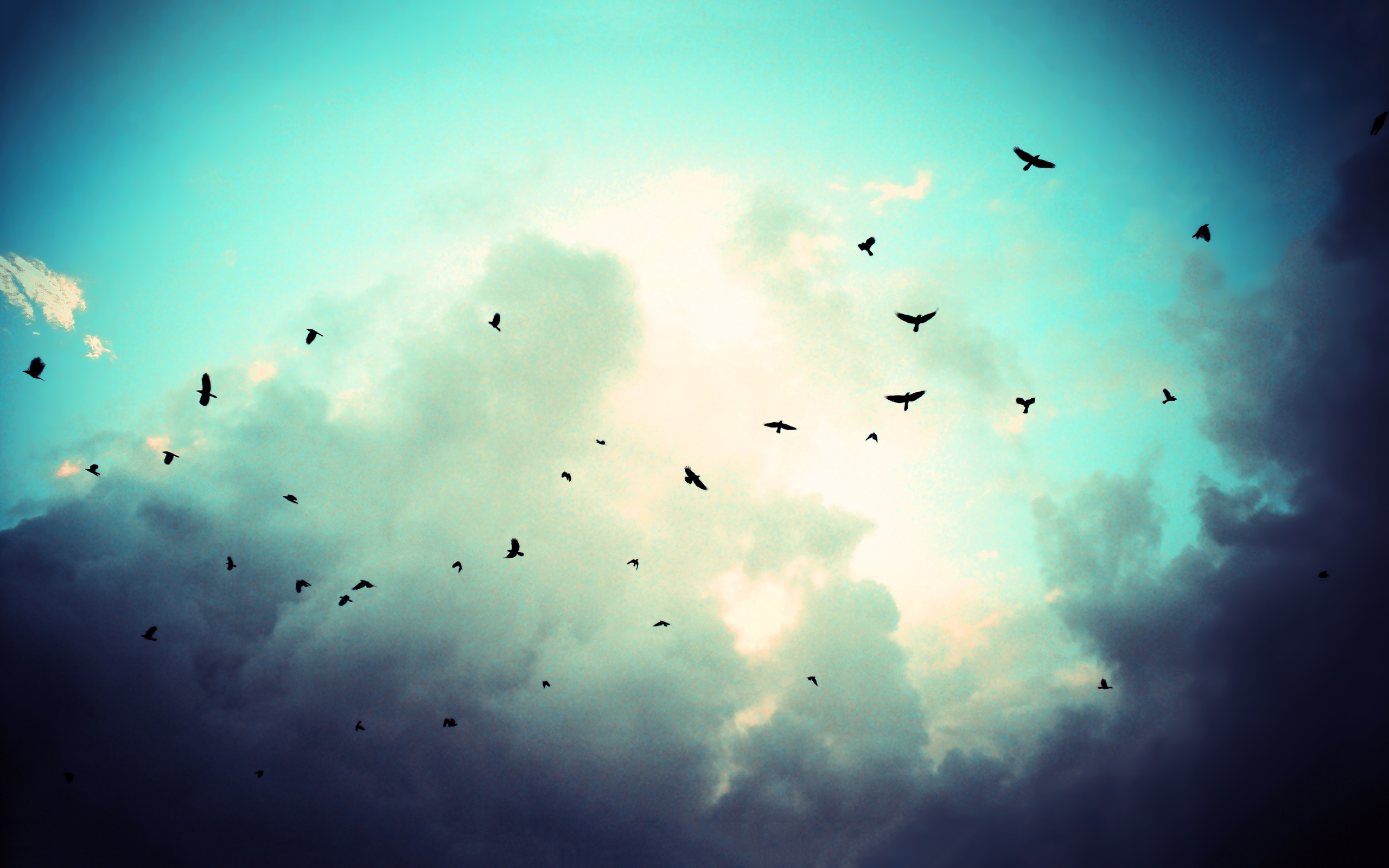 Небесные обитатели. Птицы в небе. Стая птиц в небе. Птицы на фоне неба. Много птиц.