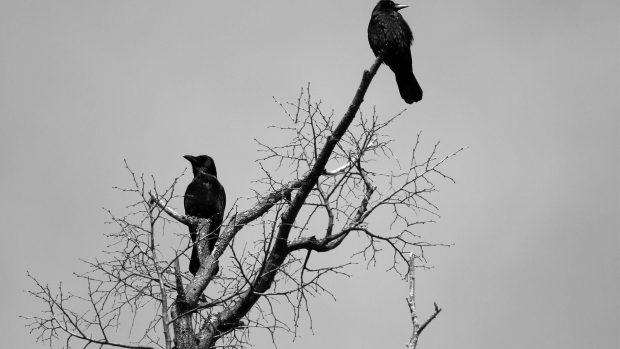 Crows Background Full HD.