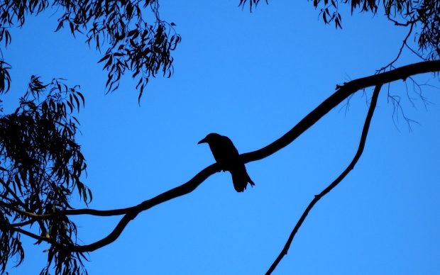 Crows Background for Desktop.