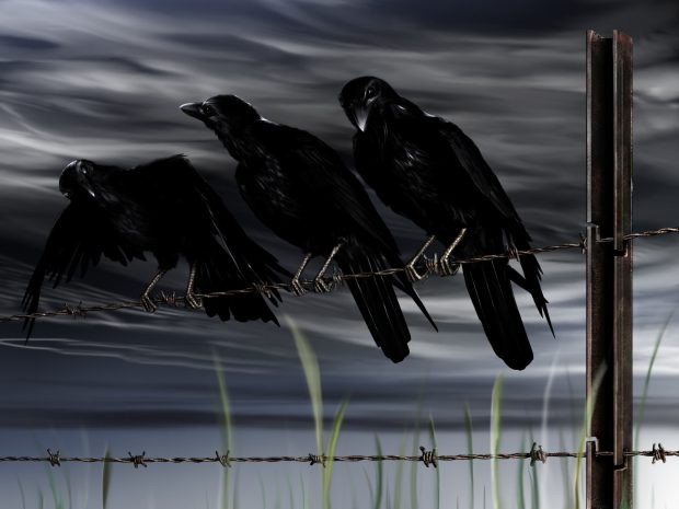 Crows HD Background.