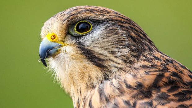 Cute American Falcon Wallpaper.