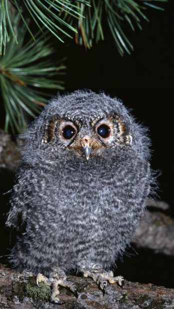 Cute Baby Owl Gallery for Android.