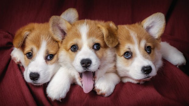 Cute Corgi Background.