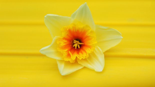 Daffodil Desktop Wallpaper.