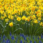 Daffodil Full HD Wallpaper.