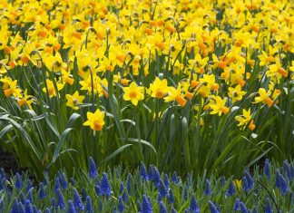 Daffodil Full HD Wallpaper.