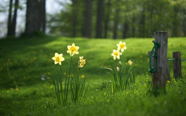 Daffodil HD Wallpaper.