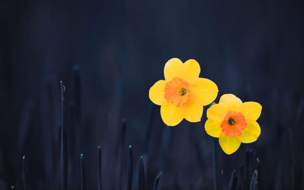 Daffodil Wallpaper Free Download.