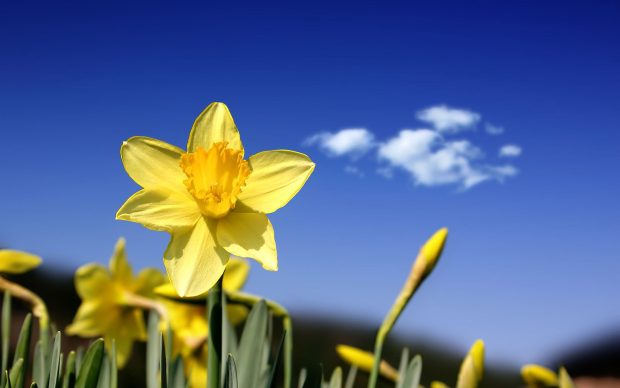 Daffodil Wallpaper HD.