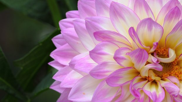 Dahlia HD Wallpaper.