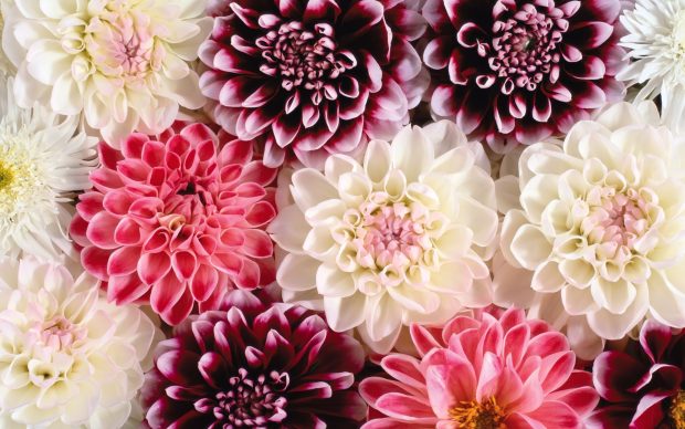 Dahlia Wallpaper Free Download.