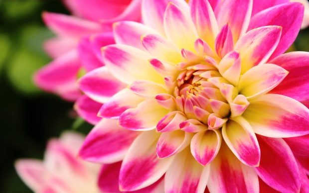 Dahlia Wallpaper HD.