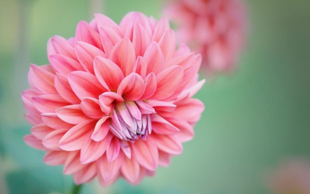 Dahlia Wallpaper Widescreen.