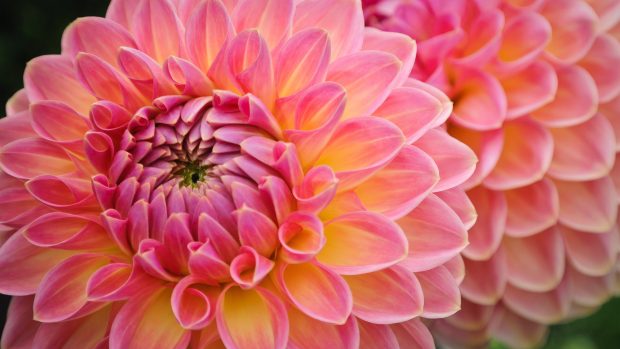 Dahlia Wallpaper for Desktop.