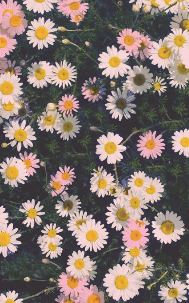 Daisies iPhone Wallpaper HD.