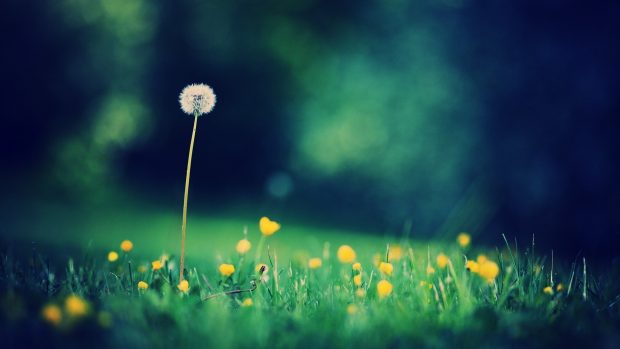 Dandelion Background Full HD.