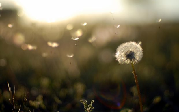 Dandelion Background HD.