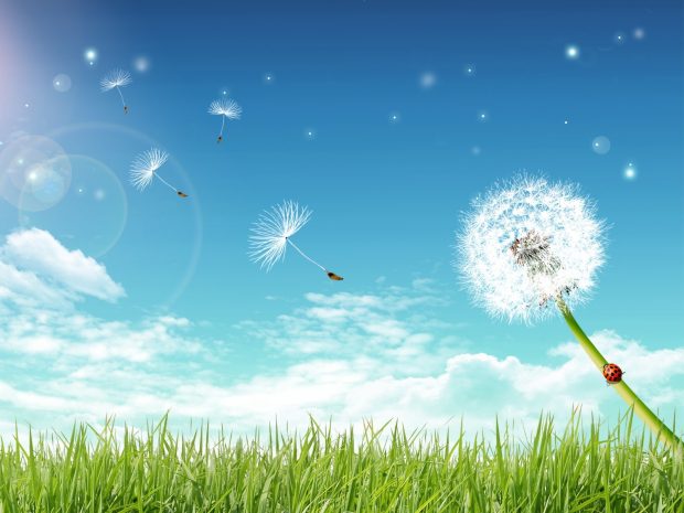 Dandelion Background Widescreen.