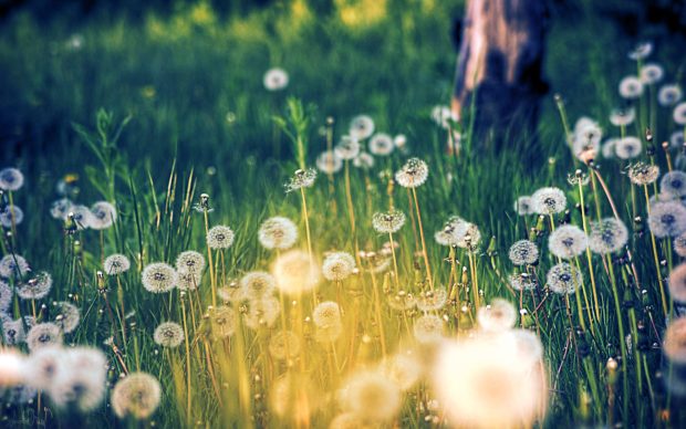 Dandelion Background for Desktop.