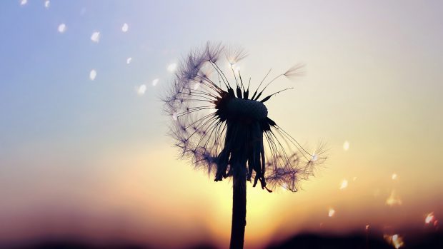 Dandelion Full HD Wallpaper.