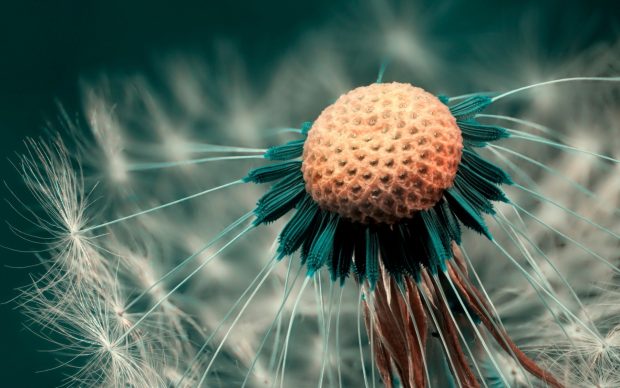 Dandelion HD Background.