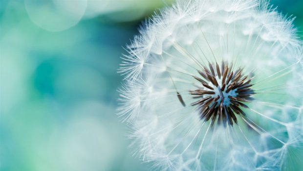 Dandelion Wallpaper Full HD.