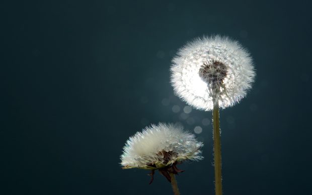 Dandelion Widescreen Background.