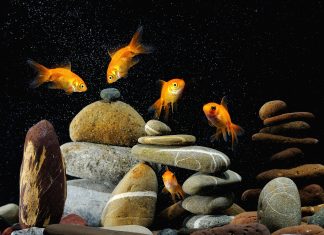 Desktop Fish Tank HD Images.