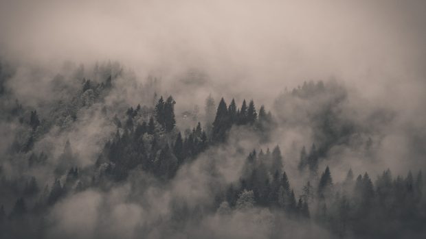 Desktop Foggy Forest Pictures.