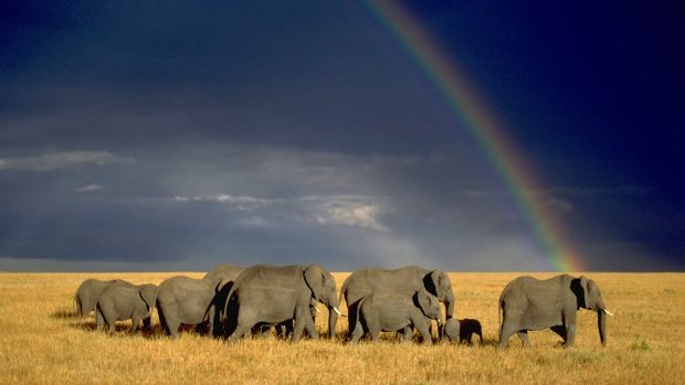 Desktop hd elephants wallpapers.