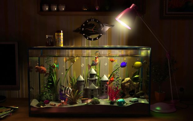 Desktop hd wallpaper fish tank.