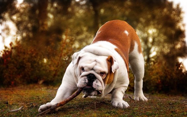 Download Bulldog Picture.