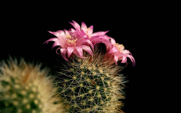 Download Cactus Image.