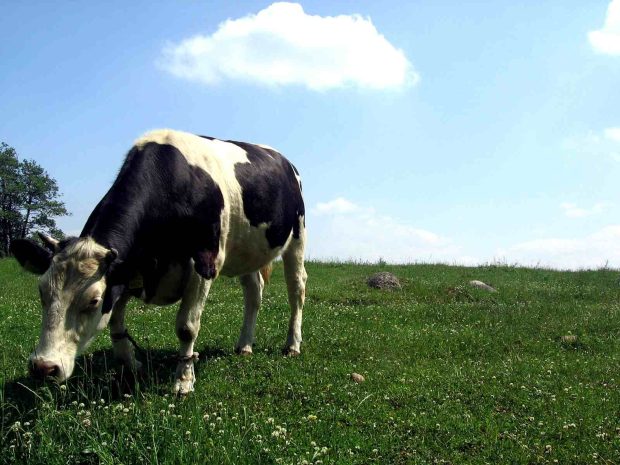Download Cow Image.