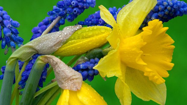 Daffodil and Hyacinth