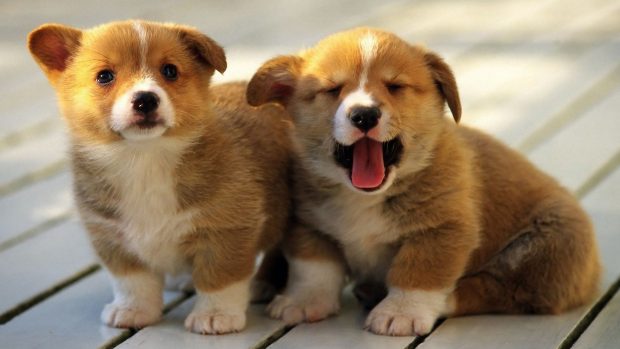 Download Free Corgi Wallpaper.