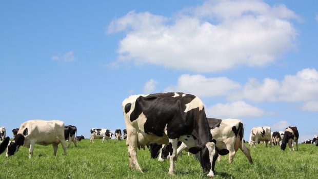 Download Free Cow Background.