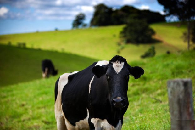 Download Free Cow Wallpaper.