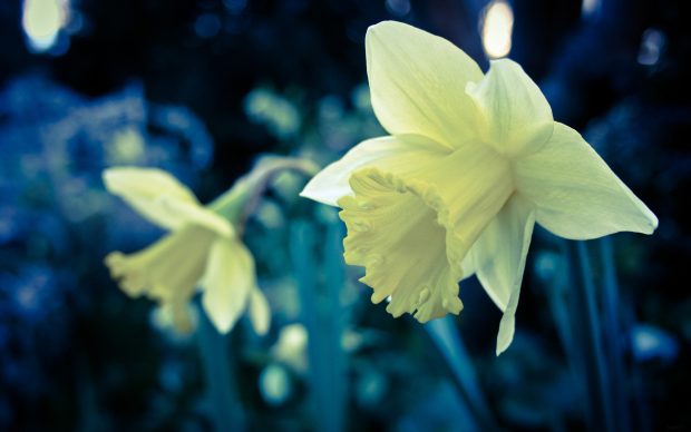 Download Free Daffodil Wallpaper.