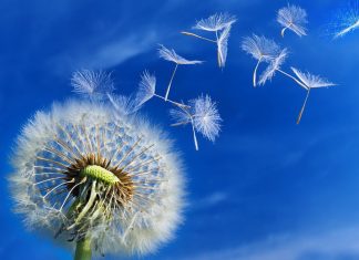 Download Free Dandelion Background.