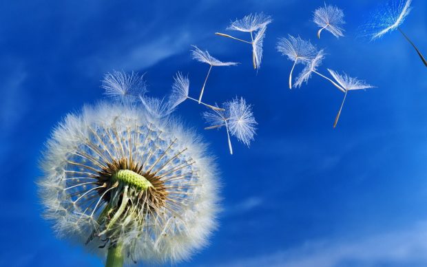 Download Free Dandelion Background.