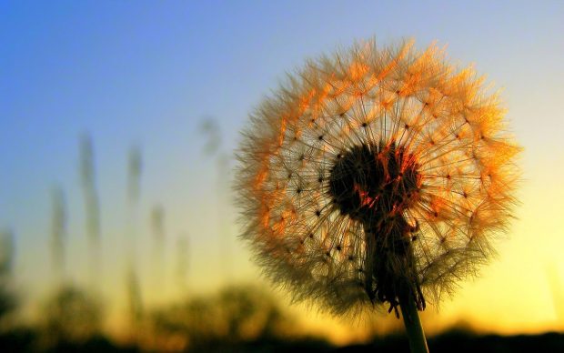 Download Free Dandelion Wallpaper.