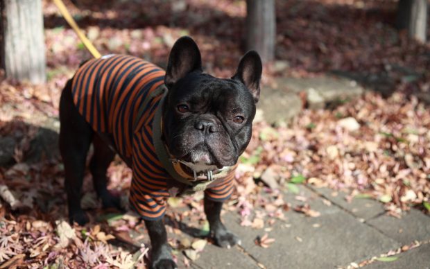 Download French Bulldog Pictures.