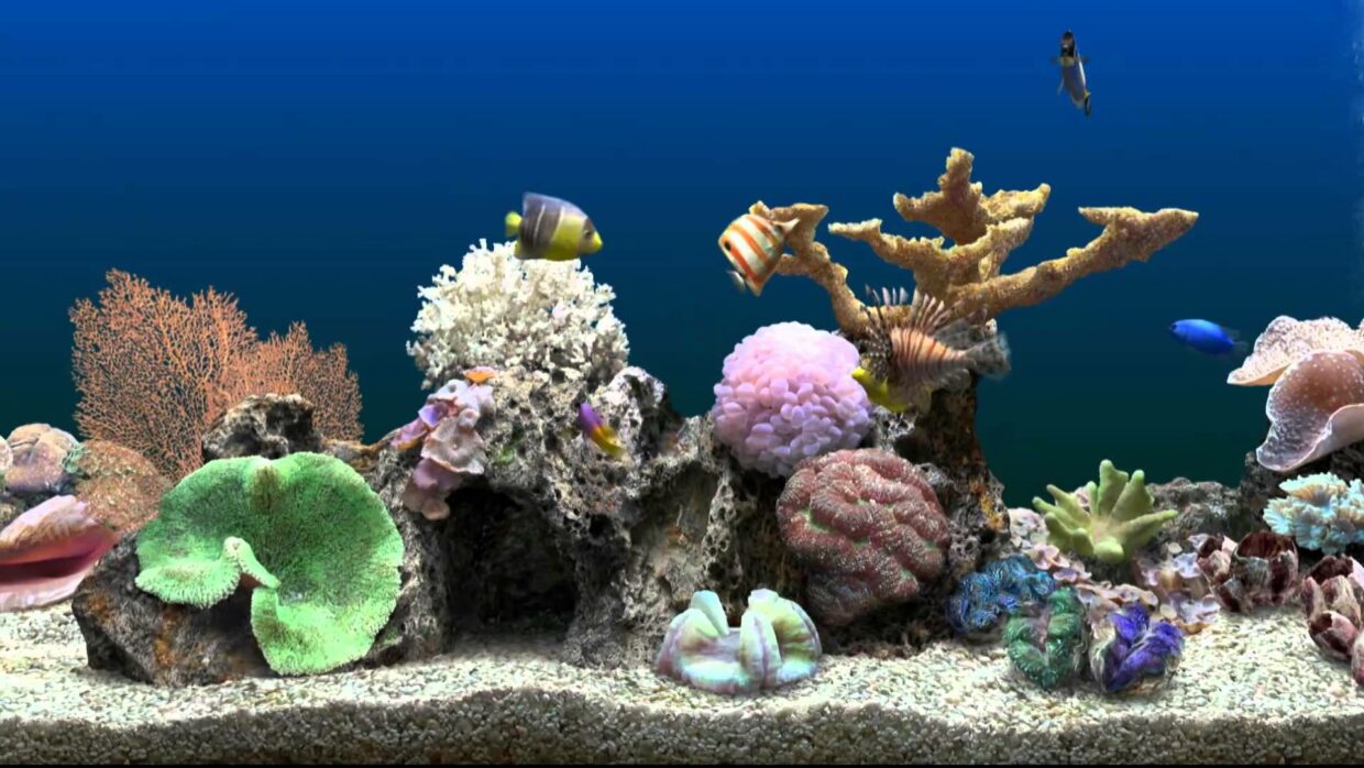 Fish Tank Backgrounds - PixelsTalk