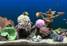 Download Images Fish Tank.