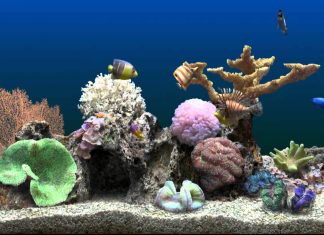 Download Images Fish Tank.