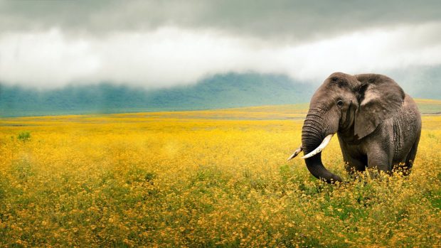 Elephant Desktop Backgrounds 2560x1440.