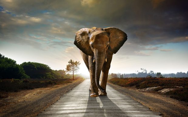 Elephant Desktop Images.
