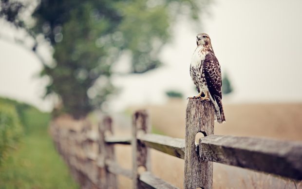 Falcon Backgrounds.