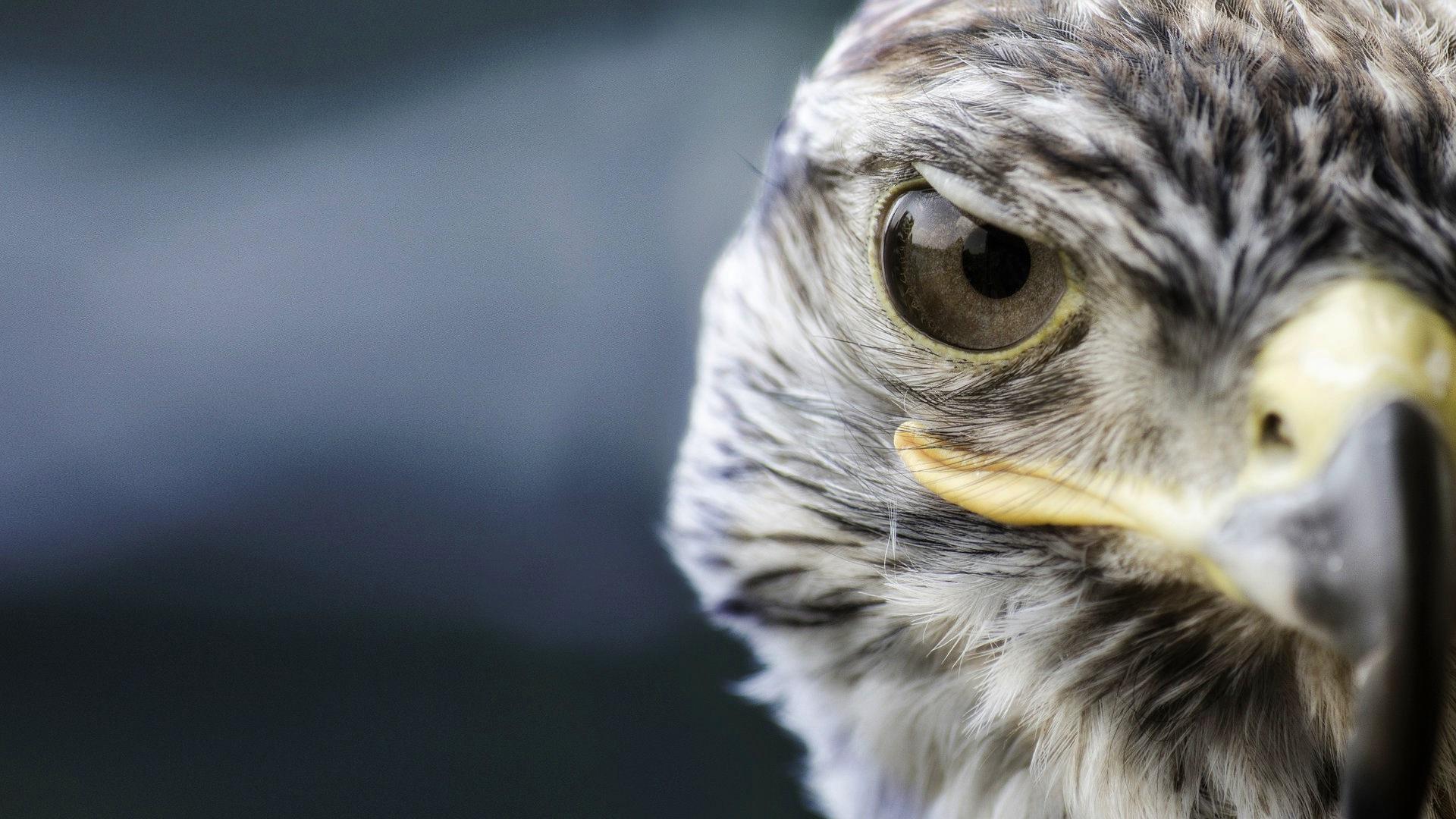 природа животные птица сокол nature animals bird Falcon загрузить